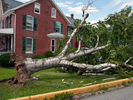Home with Down Tree in Front Yard