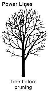 Tree before pruning