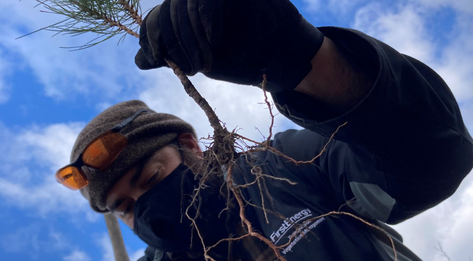 Employee tree planting