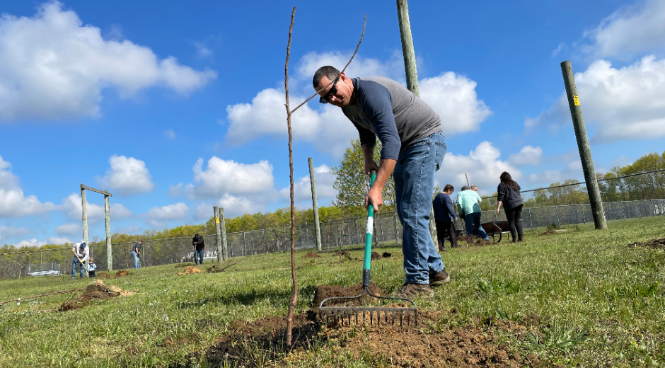 Tree planting 