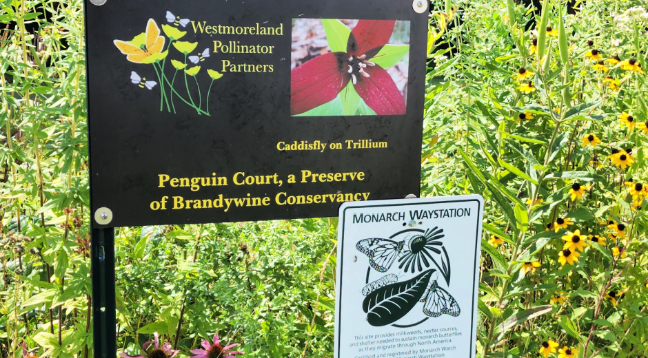 Create A Backyard Butterfly Buffet With A Monarch Waystation