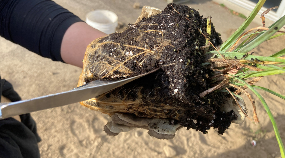 a plant being potted